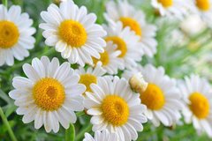 Фотообои Белые цветы Артикул 11330
