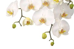 Фотообои Белые орхидеи Артикул 8247