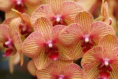 Фотообои Желтая в полоску орхидея Артикул nfi_01332