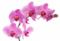 Фотообои Ветка розовой орхидеи Артикул 1728