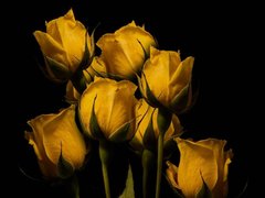 Фотообои Желтые розы Артикул nfi_01844