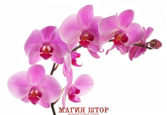 Фотообои Ветка розовой орхидеи Артикул 1728