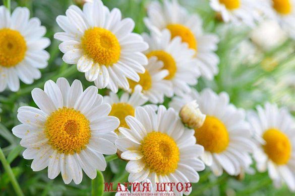 Фотообои Белые цветы Артикул 11330