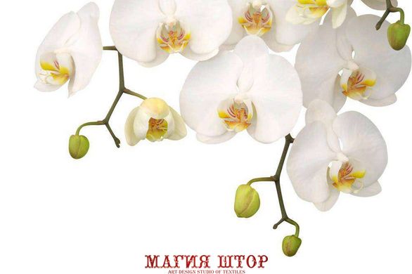 Фотообои Белые орхидеи Артикул 8247