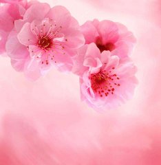 Фотообои Розовые цветы Артикул 3068