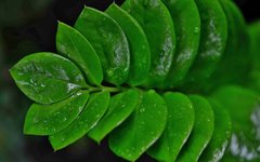 Фотообои Зеленые листья в каплях Артикул nfi_02224