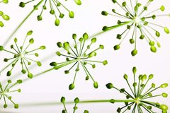 Фотообои Зеленые цветы Артикул 14470