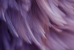 Фотообои Нежно-фиолетовые перья Артикул shut_1415