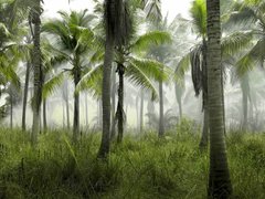 Фотообои Лес и пальмы Артикул nfi_02862