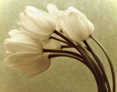 Фотообои Винтажные тюльпаны Артикул 3294