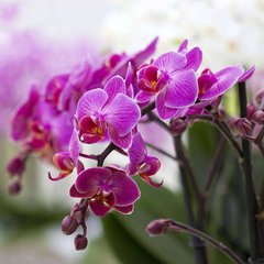 Фотообои Розовые орхидеи в горшке Артикул 17406