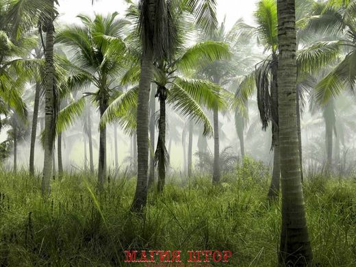 Фотообои Лес и пальмы Артикул nfi_02862