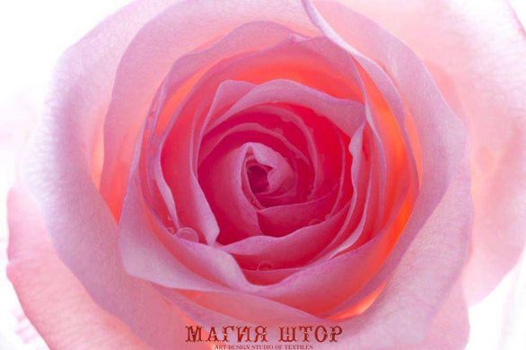 Фотообои Нежно-розовый цветок Артикул 15075