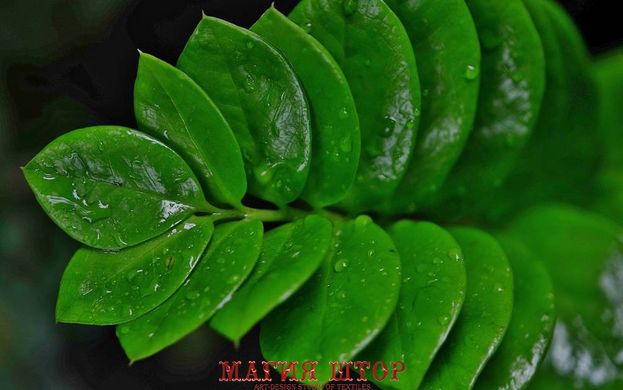 Фотообои Зеленые листья в каплях Артикул nfi_02224