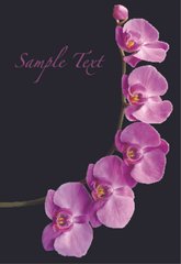 Фотообои Ветка орхидеи на черном Артикул 3178