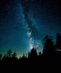 Фотообои Ночное небо в лесу Артикул nus_11194