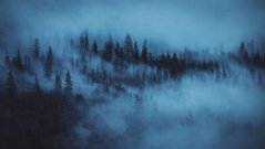 Фотообои Лес в тумане Артикул nus_10425