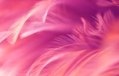 Фотообои Розовое перо крупный план Артикул shut_1393