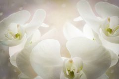 Фотообои Белые орхидеи сияют Артикул nfi_01319