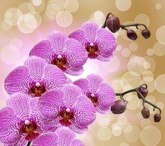Фотообои Красивые веточки орхидеи Артикул 3157