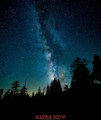 Фотообои Ночное небо в лесу Артикул nus_11194