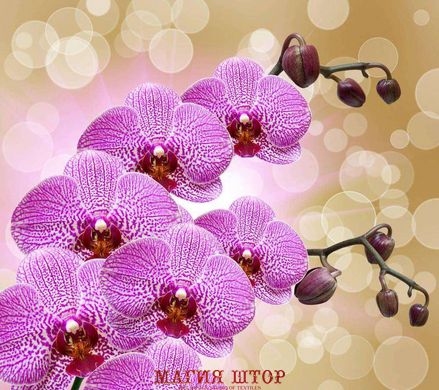 Фотообои Красивые веточки орхидеи Артикул 3157