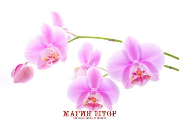 Фотообои Ветка сиреневой орхидеи Артикул 1774