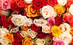 Фотообои Букет ярких роз Артикул 2260