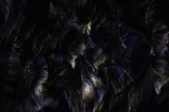 Фотообои Темно-синие перья Артикул shut_1388