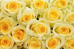 Фотообои Бутоны желтых роз Артикул 21138