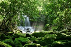 Фотообои Водопад в зеленом лесу Артикул 5382