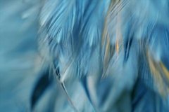 Фотообои Синие перья на синем фоне Артикул shut_1482