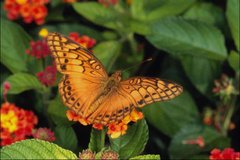 Фотообои Бабочка на цветах Артикул 0888