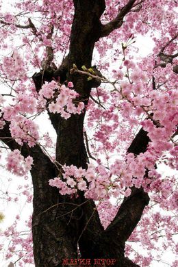 Фотообои Дерево цветет Артикул 4046