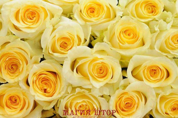 Фотообои Бутоны желтых роз Артикул 21138
