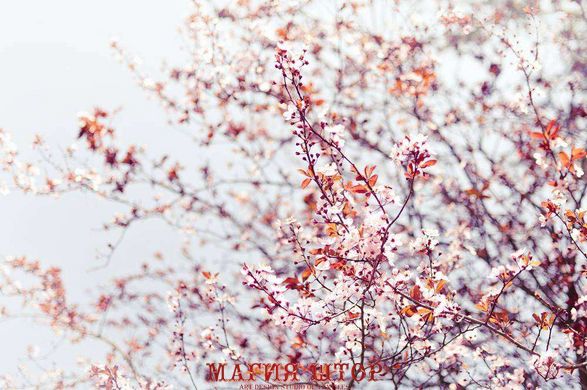 Фотообои Цветущее дерево Артикул 5593
