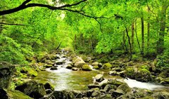 Фотообои Горный ручей в лесу Артикул 2860