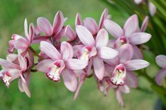 Фотообои Ветка с орхидеями Артикул nfi_01339