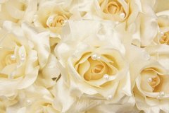 Фотообои Кремовые розы Артикул 7105