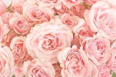 Фотообои Красивые розы Артикул 7466