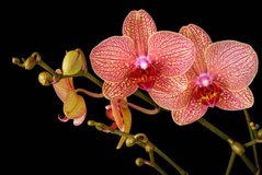 Фотообои Орхидеи Артикул nus_22430