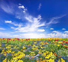 Фотообои Облака над цветочным полем Артикул 2214