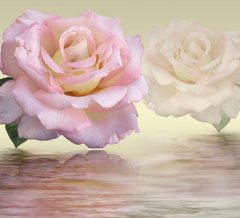 3D Фотообои Розы над водой Артикул 30988