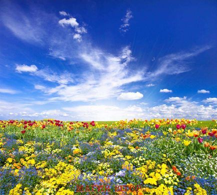 Фотообои Облака над цветочным полем Артикул 2214