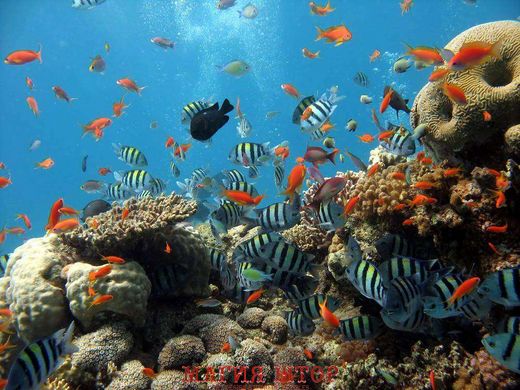 Фотообои Разноцветные рыбки на дне океана Артикул 0511