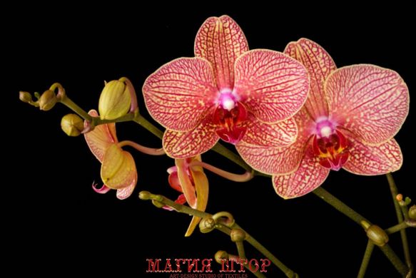 Фотообои Орхидеи Артикул nus_22430