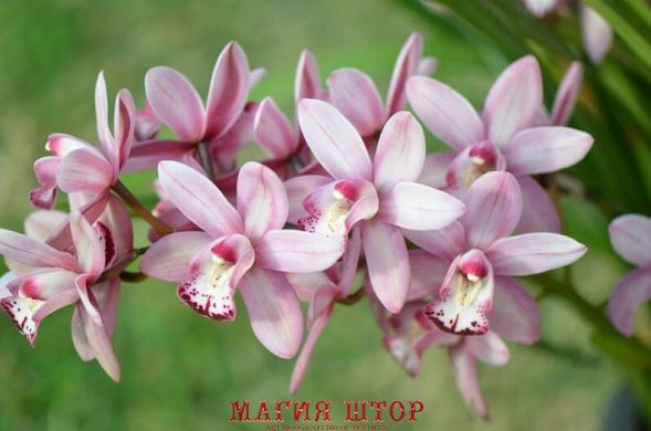 Фотообои Ветка с орхидеями Артикул nfi_01339