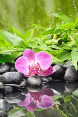 Фотообои Цветок орхидеи Артикул 4608