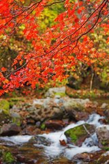 Фотообои Осенние листья Артикул 1639