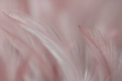 Фотообои Перо на розовом фоне Артикул shut_1434